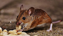 24 Hour & Emergency Exterminators in Blackwood Ter, NJ